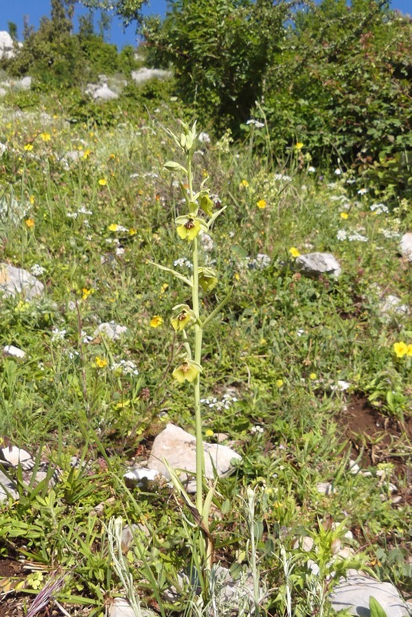 Ophrys lacaitae: la regina delle Ophrys prov. Frosinone  2020